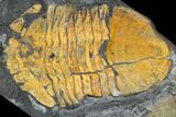 Hoekaspis Trilobite - Bolivia #114180-1